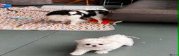 Mixed Breed dogs for sale: *Korean* Maltease - Advert 6