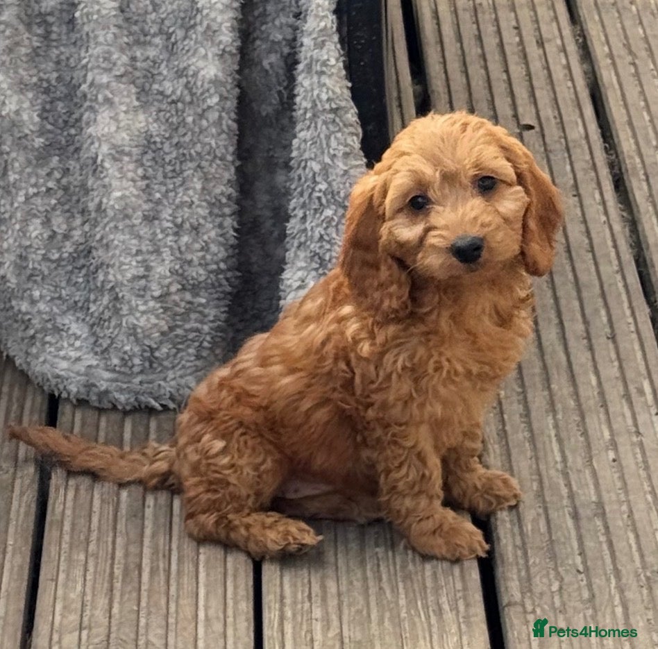 Cockapoo dogs for sale: 2 Girls - sociable happy Cockapoo babies - Advert 1