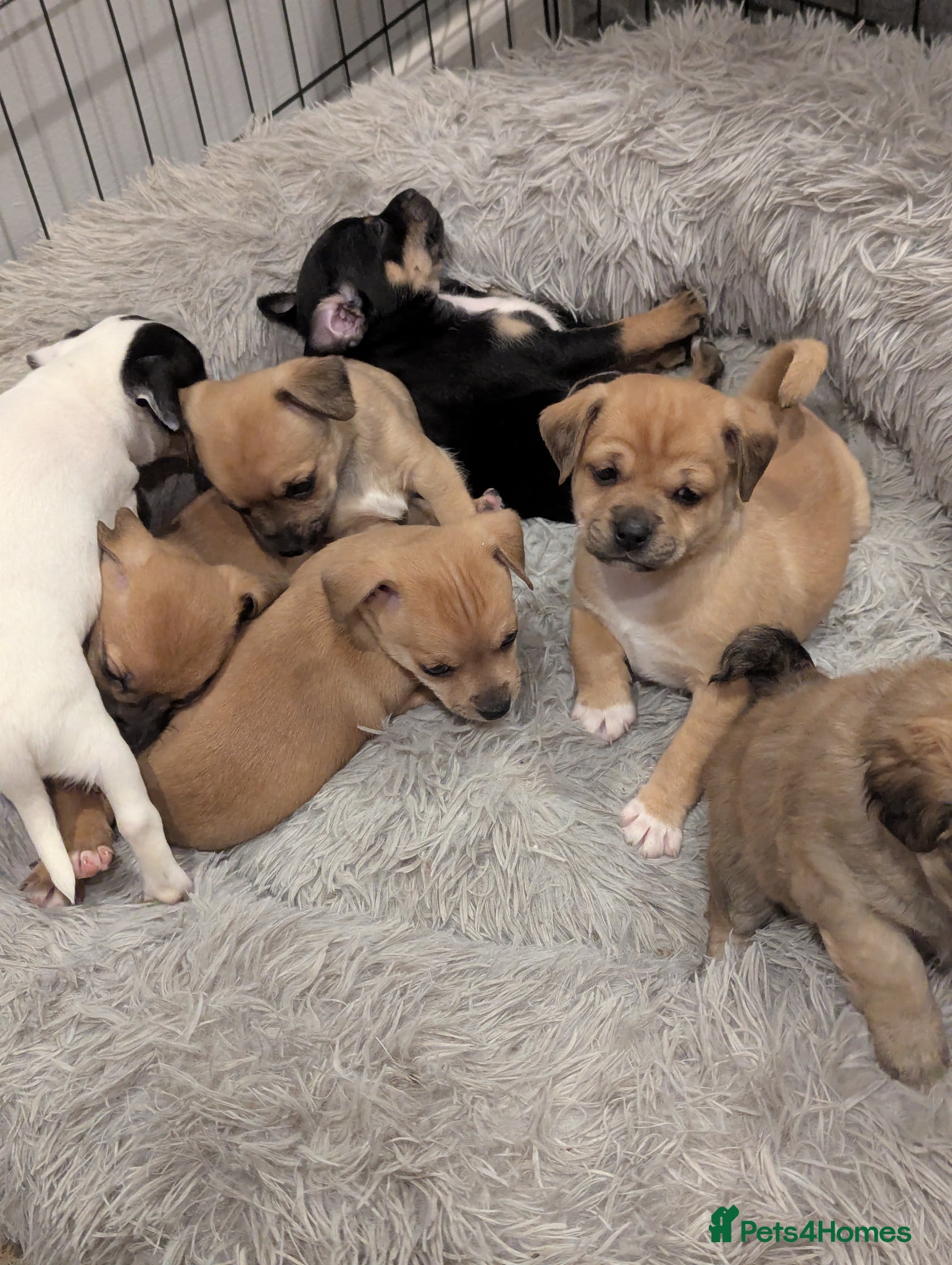 Jack Chi dogs **2 babies left**Jack Chi babies  - Advert 17