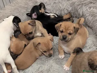 Jack Chi dogs **2 babies left**Jack Chi babies - Advert 5