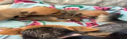 Chihuahua dogs for sale: Beautiful chihuahua puppies  - Advert 5
