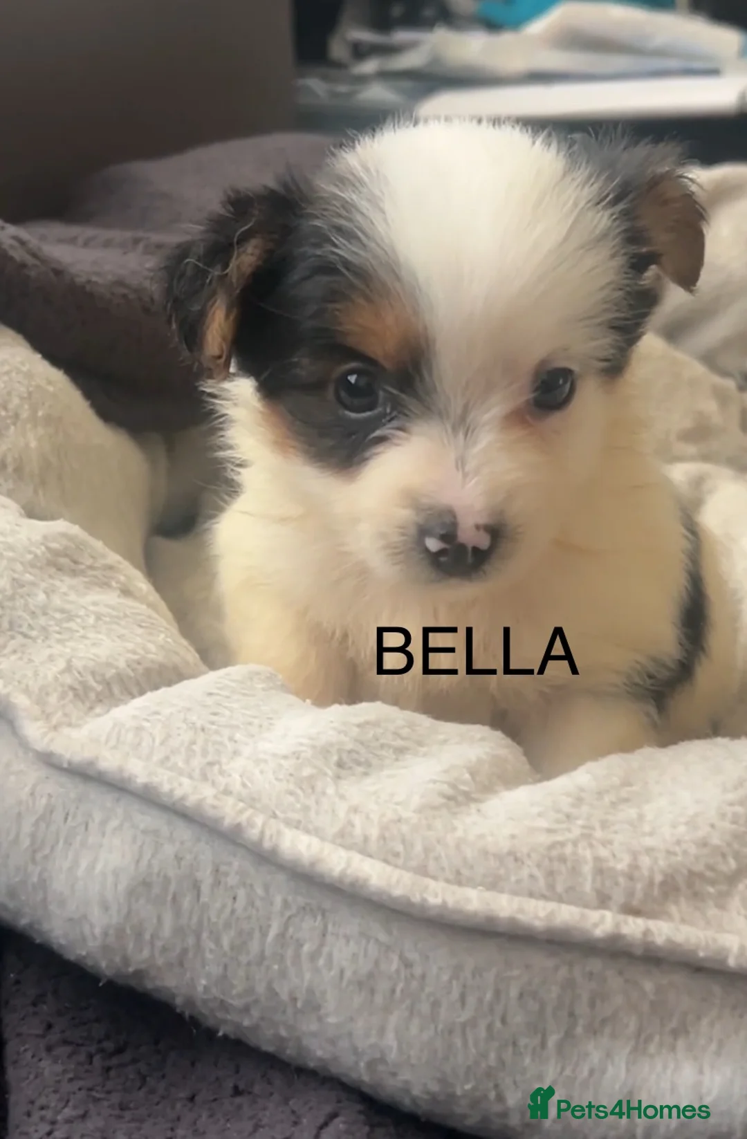 Biewer Terrier dogs for sale: Beautiful Biewer terrier puppies for sale  - Advert 9
