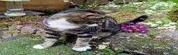 Mixed Breed cats for sale: Keetah – Energetic, Loving 1.5yr Small Female - Advert 7