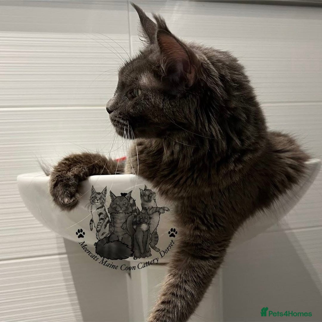 Maine Coon cats for sale: TICA blue female Maine Coon girl stunning nice  - Advert 8