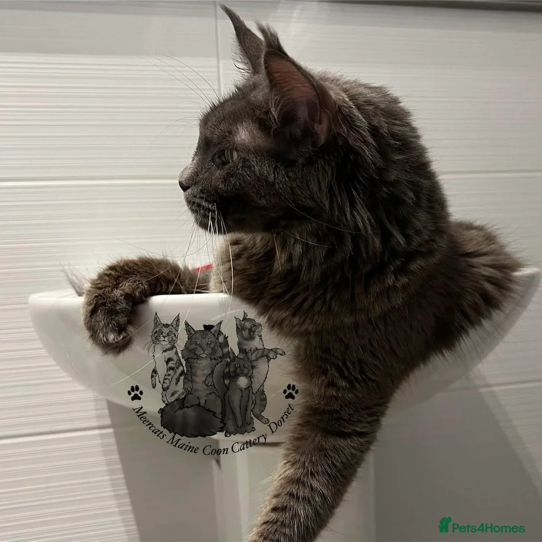 Maine Coon cats for sale: TICA blue female Maine Coon girl stunning nice  - Advert 8