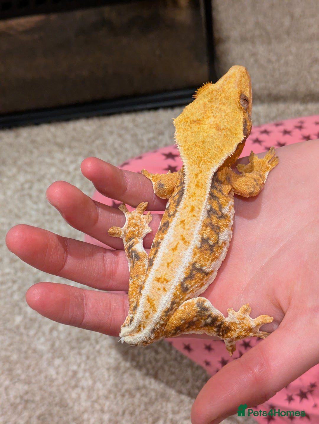 Gecko reptiles for sale: Beautiful Female Crested Geckos    - Image 15