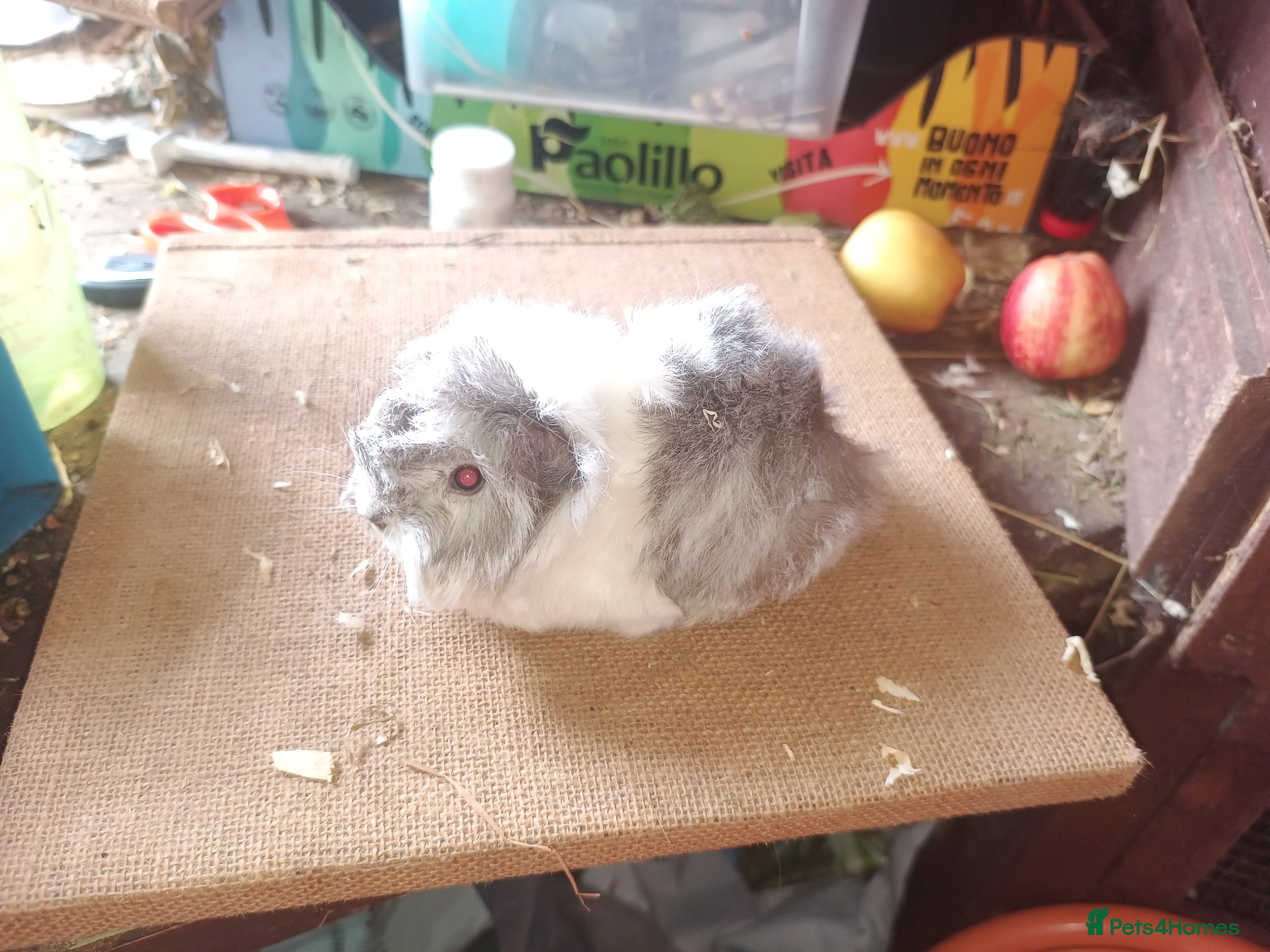 Guinea Pig rodents Longhaired baby sows - Advert 1