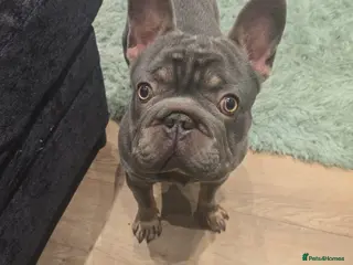 French Bulldog dogs Rocco - Advert 14