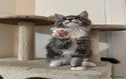 Maine Coon cats for sale: Blue Maine coon boy  - Image 8