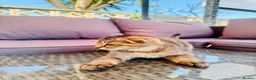 Scottish Fold cats for sale: ✨ Kittens Looking for Forever Homes ✨ - Advert 31