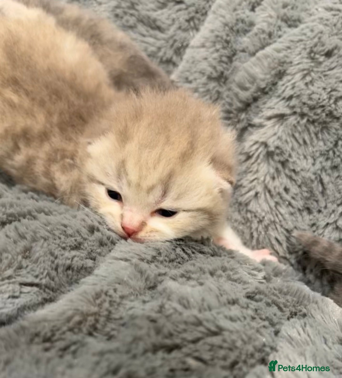 British Shorthair cats BSH KITTENS FOR SALE (price negotiable) - Advert 5