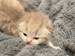 British Shorthair cats BSH KITTENS FOR SALE (price negotiable) - Advert 1