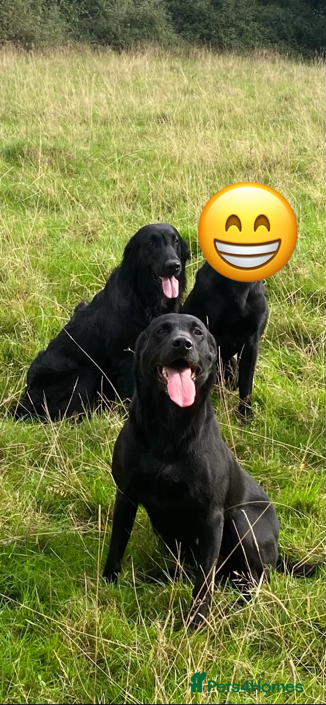 Mixed Breed dogs for sale: Labrador x flat coat retriever puppies for sale  in Bristol - Advert 2