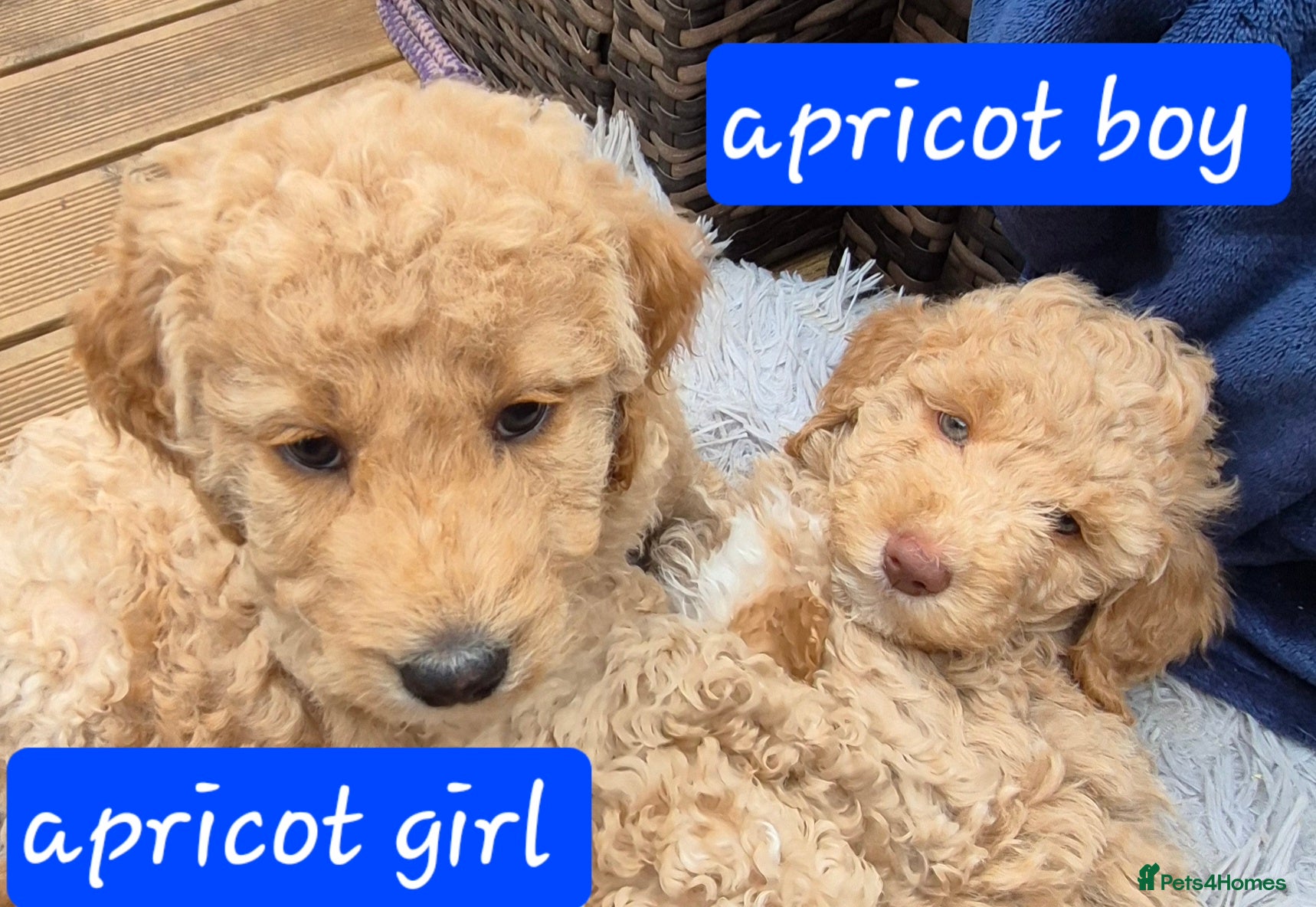 Double Doodle dogs Double doodle puppies - Advert 1