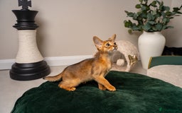 Abyssinian cats for sale: Premium Abyssinian kittens-TICA- Champion Pedigree - Image 19