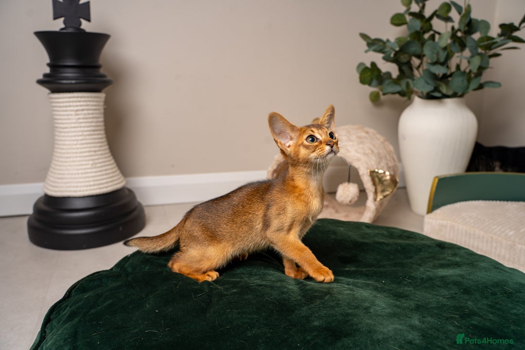 Abyssinian cats for sale: Premium Abyssinian kittens-TICA- Champion Pedigree - Image 19