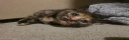 Mixed Breed cats for sale: 3 beautiful babies looking for forever homes - Advert 13