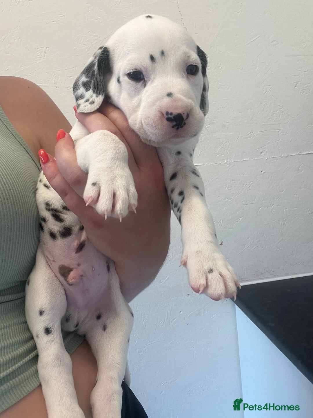 Dalmatian dogs for sale: 🐶 Stunning Dalmatian Puppies Ready 28th August 🐶 - Image 27