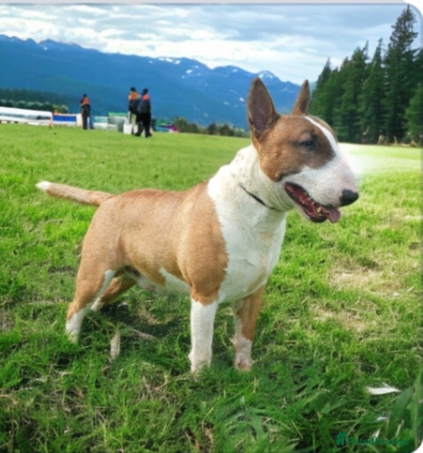 English Bull Terrier dogs Bull terrier at stud  fully health tested  - Advert 4