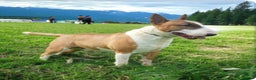 English Bull Terrier dogs for stud: Bull terrier at stud  fully health tested  - Advert 5