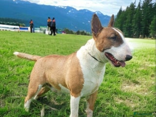 English Bull Terrier dogs - Advert 1