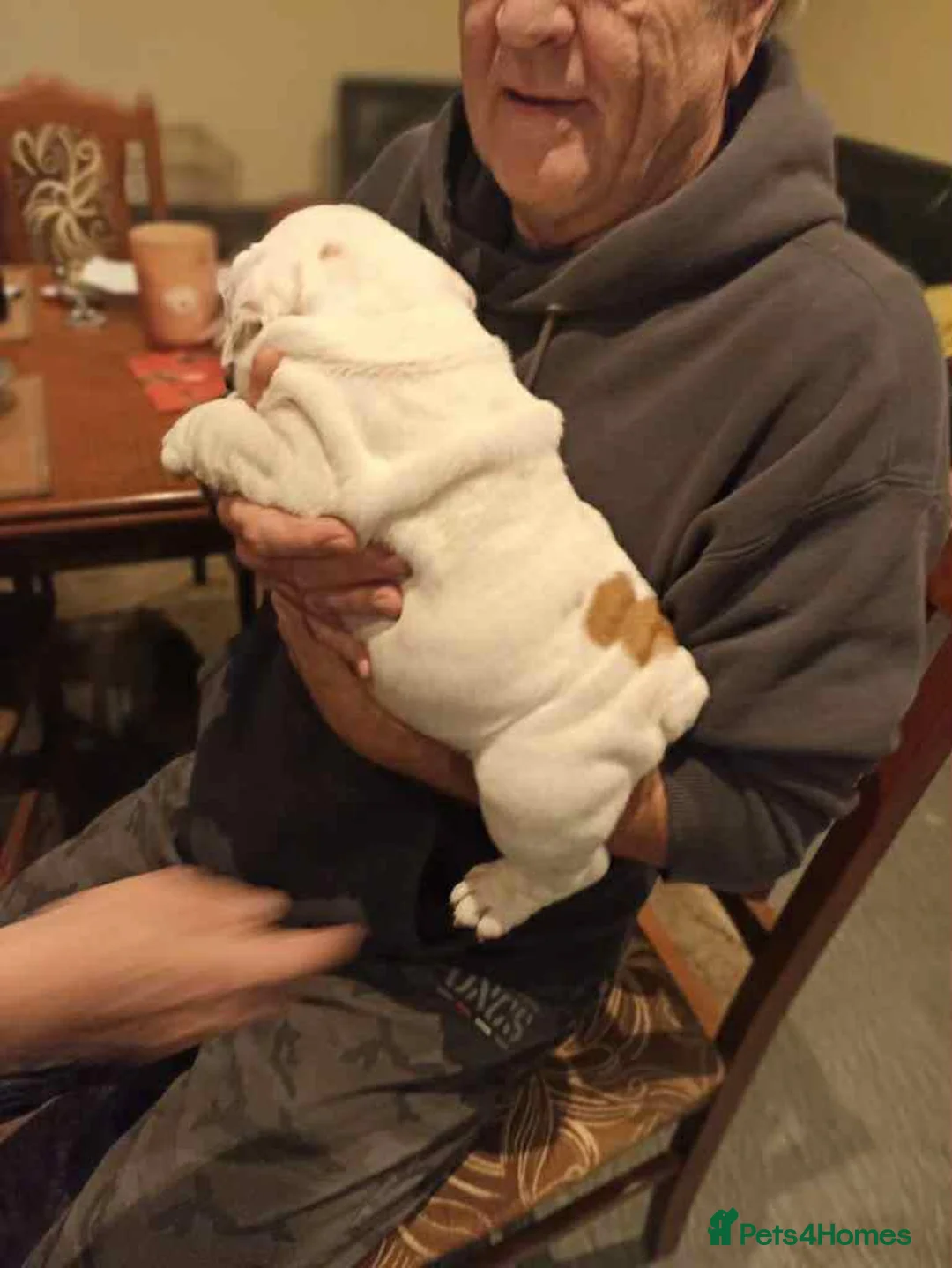 English Bulldog dogs for sale: 😍 English bulldog puppies 🥰 - Advert 13