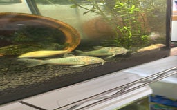 Corys fish for sale: albino x bronze cory dora babys - Image 4