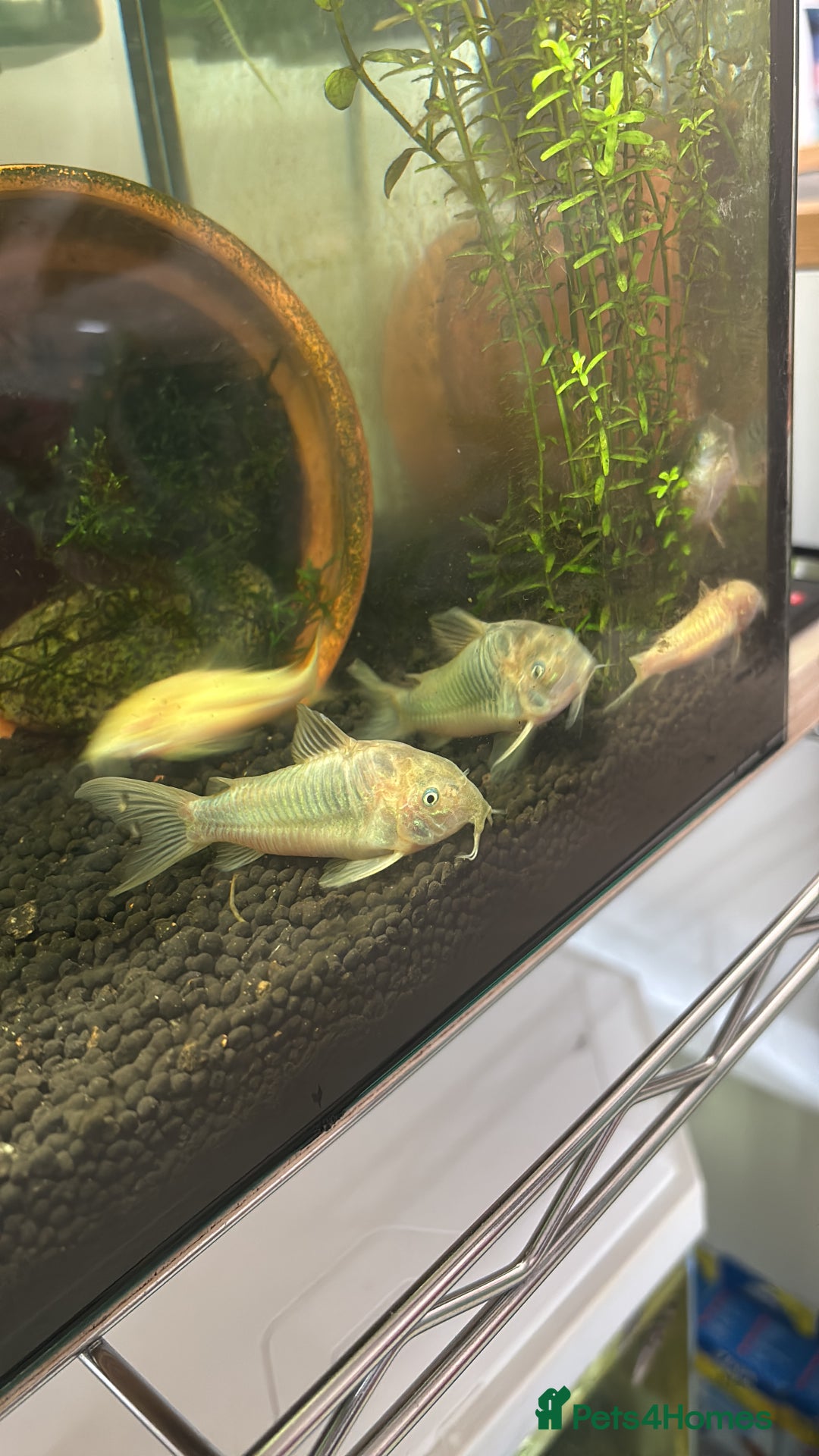 Corys fish for sale: albino x bronze cory dora babys - Image 4