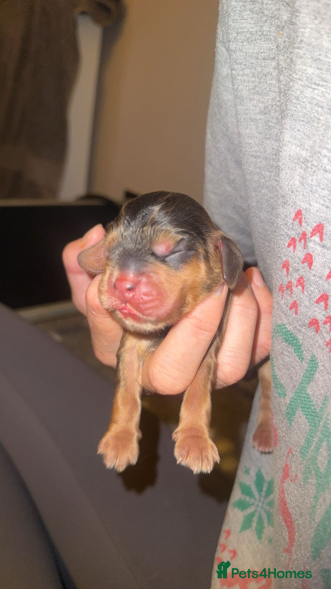 Cocker Spaniel dogs for sale: KC Reg Show Cocker Spaniel Puppies  - Advert 6