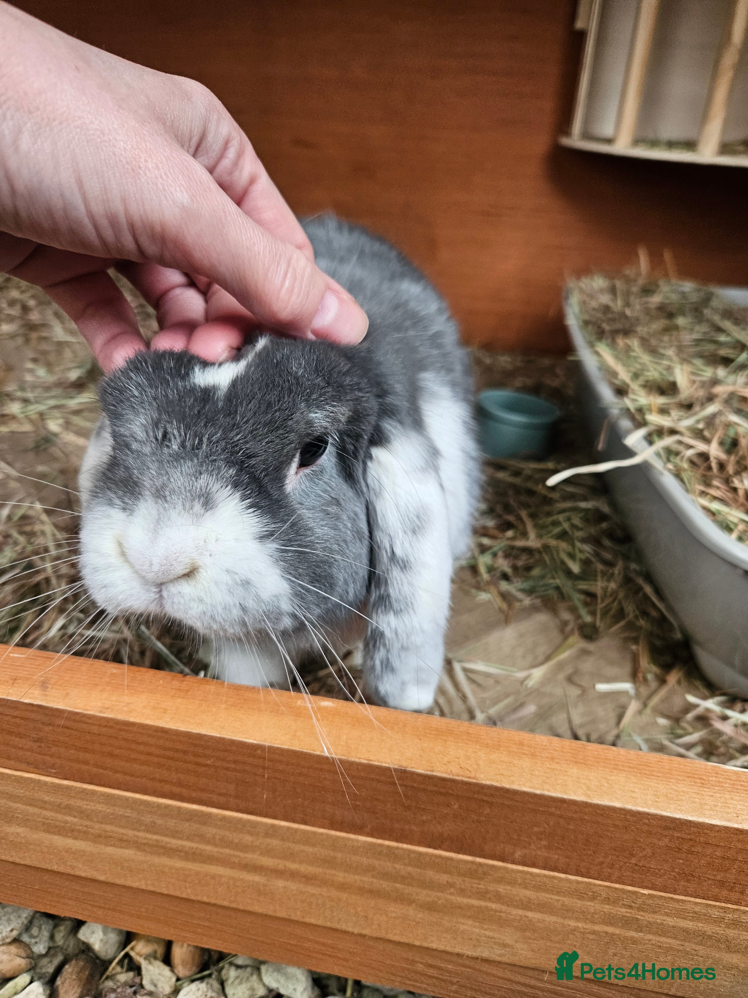 Mixed Breed rabbits Gorgeous boy bunny need forever homes 💕 - Advert 22