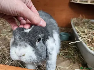 Mixed Breed rabbits Gorgeous boy bunny need forever homes 💕 - Advert 22