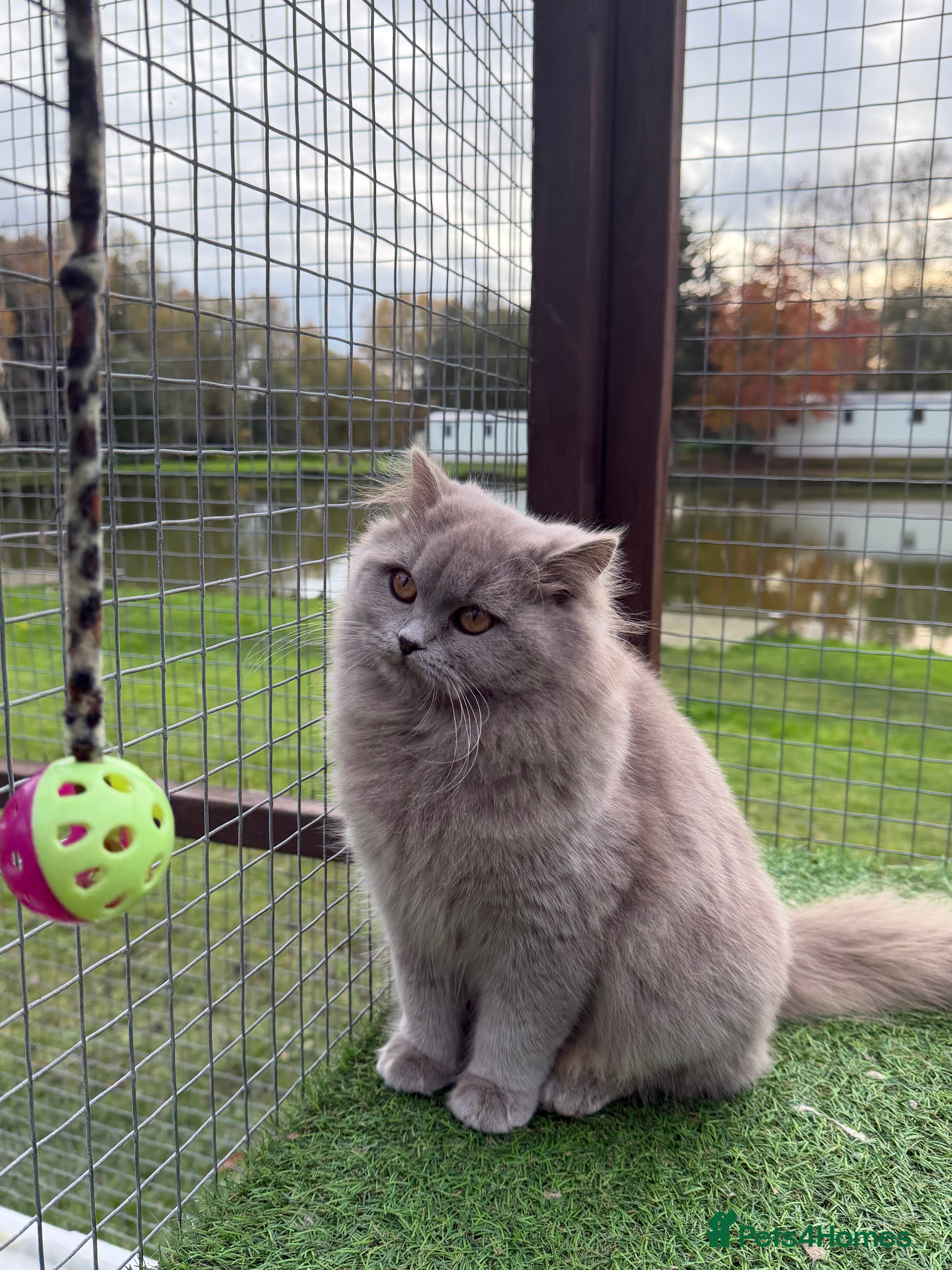 British Shorthair cats British Shorthair  - Advert 8