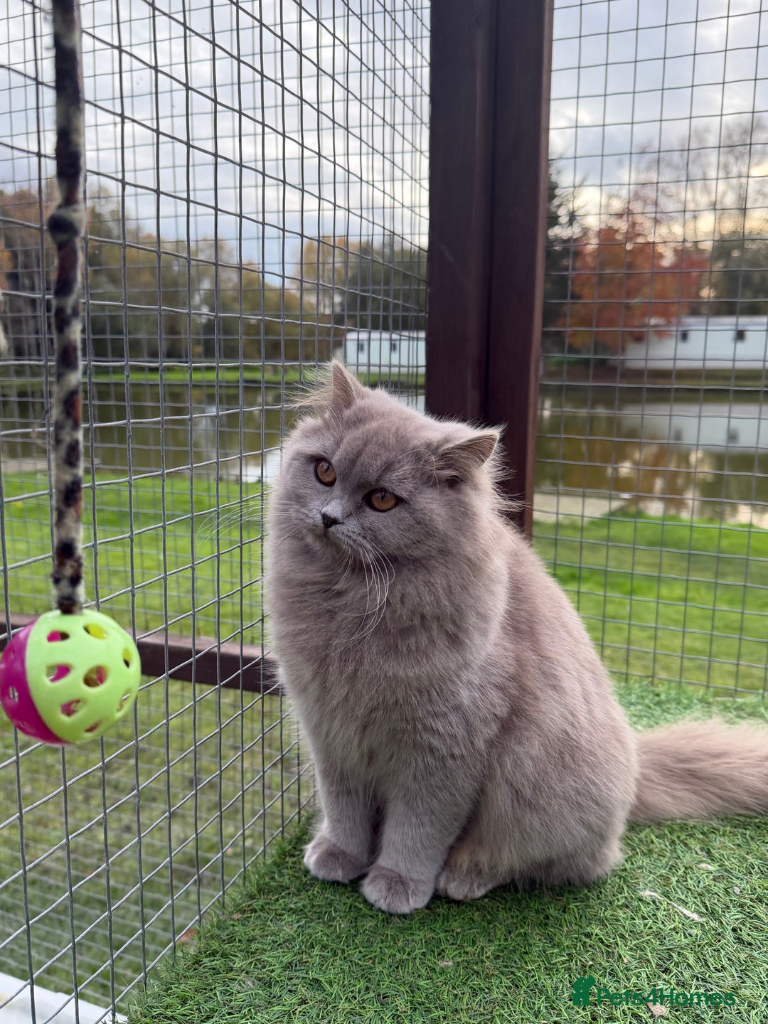 British Shorthair cats for sale: British Shorthair  - Advert 1