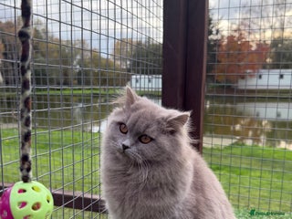 British Shorthair cats British Shorthair - Advert 18