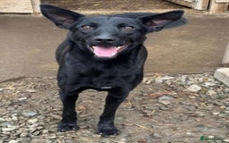 Mixed Breed dogs for adoption: Pango is looking for his forever home  - Image 10