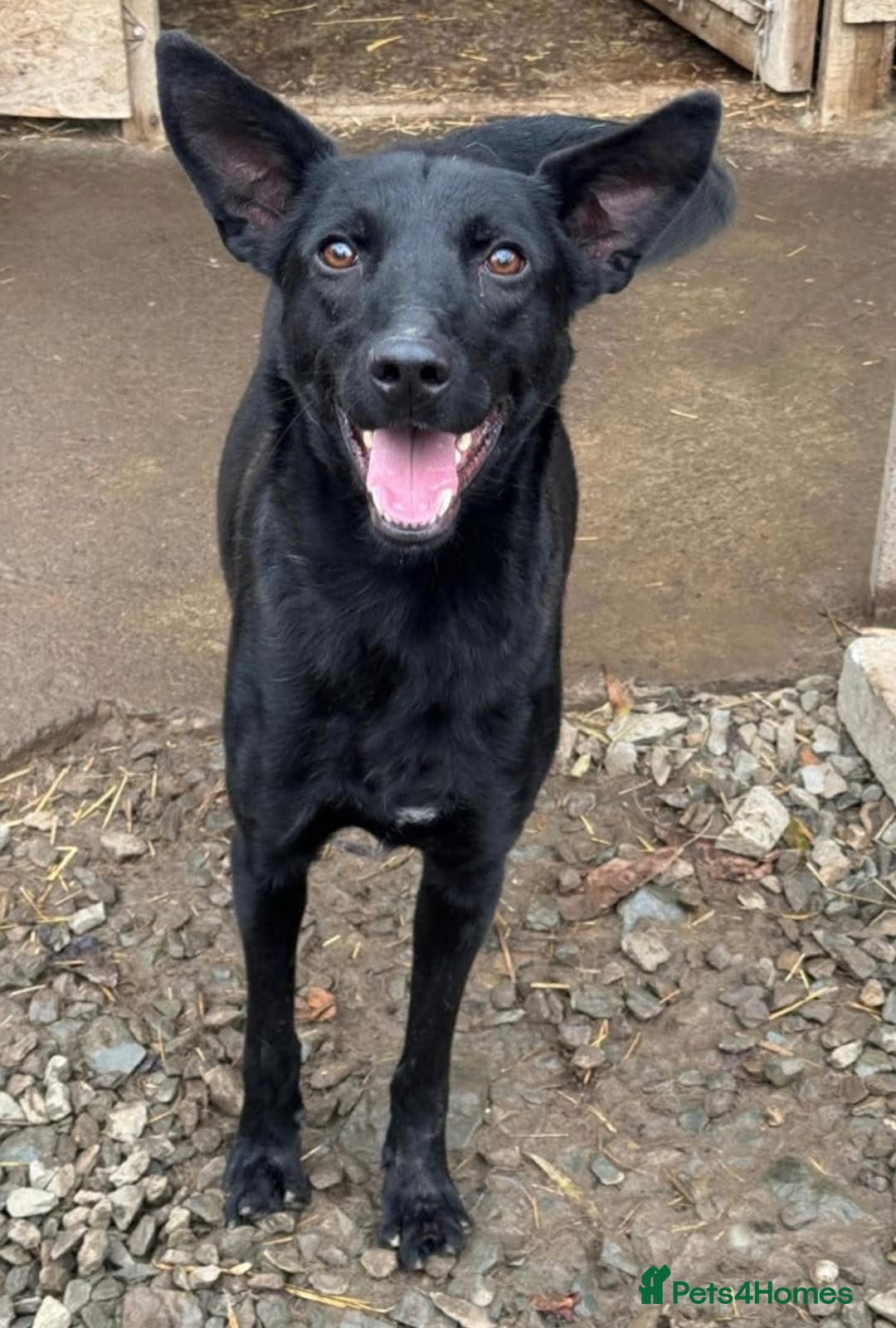 Mixed Breed dogs for adoption: Pango is looking for his forever home  - Image 10
