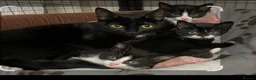Mixed Breed cats for sale: 9 week old male kitten - Advert 1