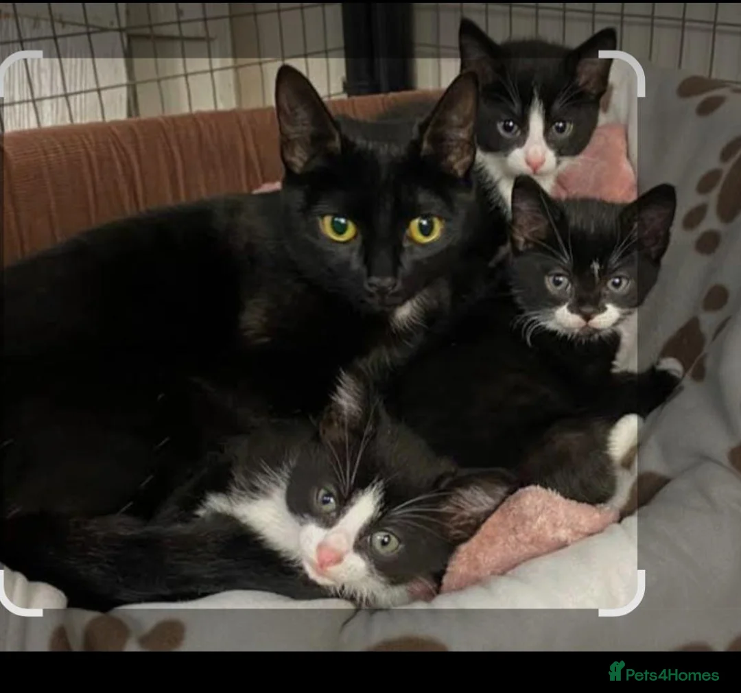 Mixed Breed cats for sale: 9 week old male kitten - Advert 1