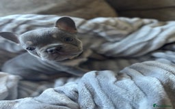 French Bulldog dogs for sale: French bulldog puppies - Image 15