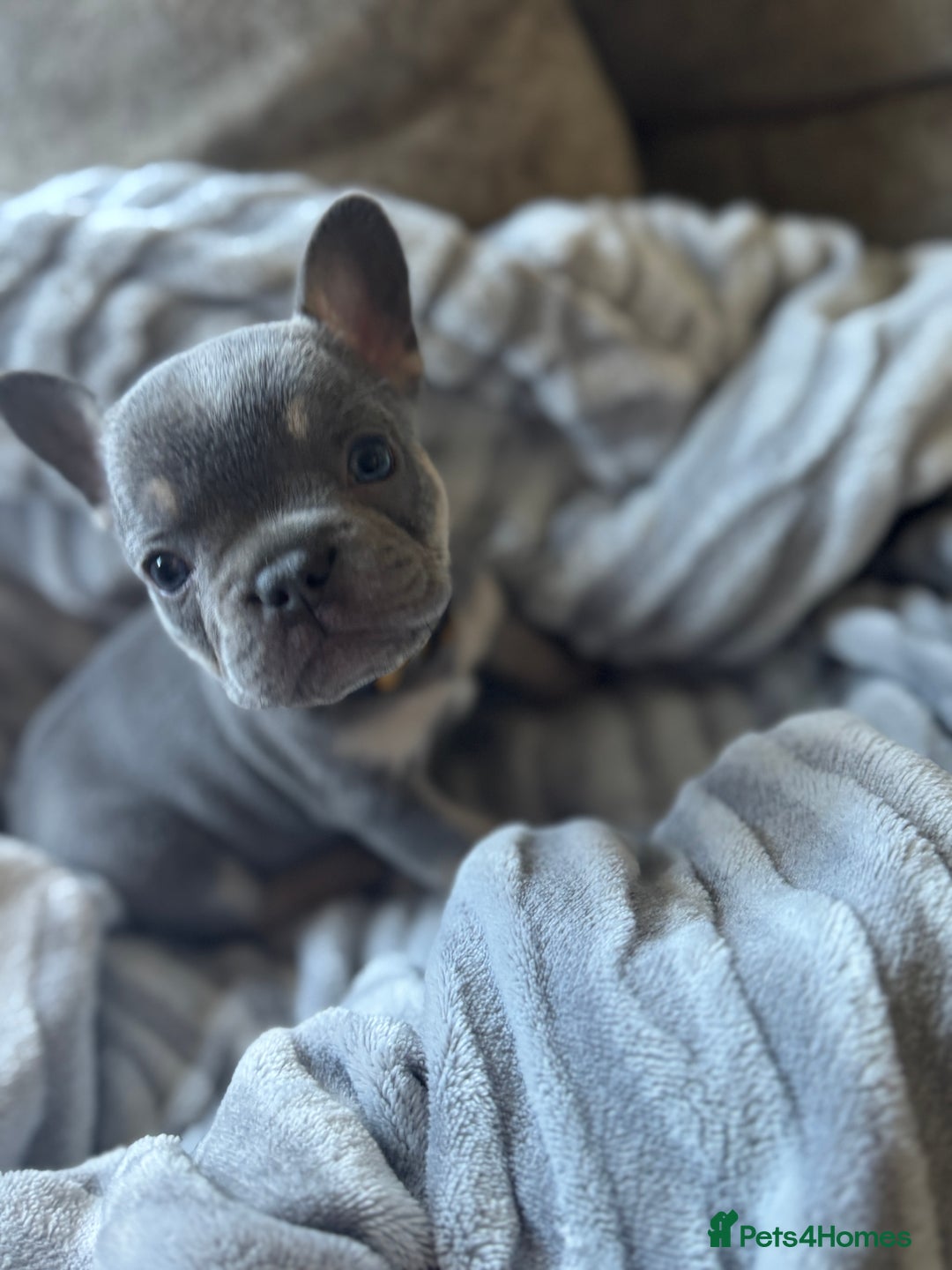French Bulldog dogs for sale: French bulldog puppies - Image 15