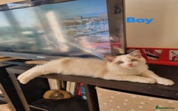Ragdoll cats for sale: Bicolour ragdoll kittens  - Image 5