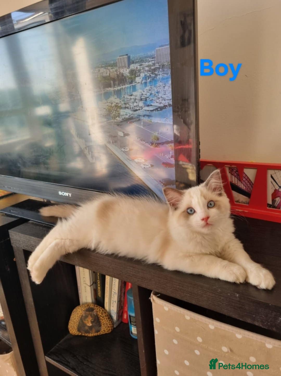 Ragdoll cats for sale: Bicolour ragdoll kittens  - Image 5