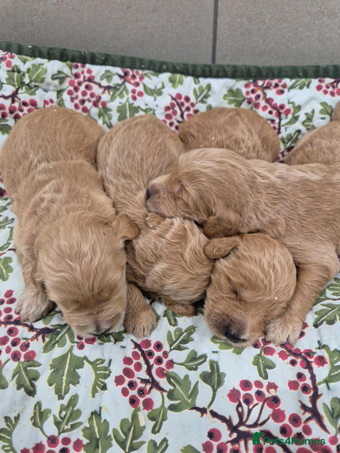 Goldendoodle dogs F1 Goldendoodle's - Advert 1