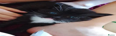 Maine Coon Kitten 2