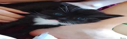 Maine Coon cats for sale: Our beautiful babies have been born! - Advert 9