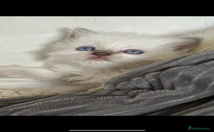 Ragdoll cats ♥️ ADORABLE GCCF BABIES 💙 - Advert 15