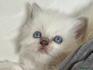 Ragdoll cats ♥️ ADORABLE GCCF BABIES 💙 - Advert 14