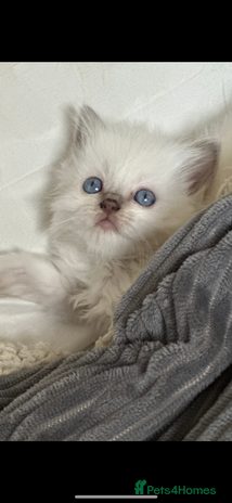 Ragdoll cats ♥️ ADORABLE GCCF BABIES 💙 - Advert 15