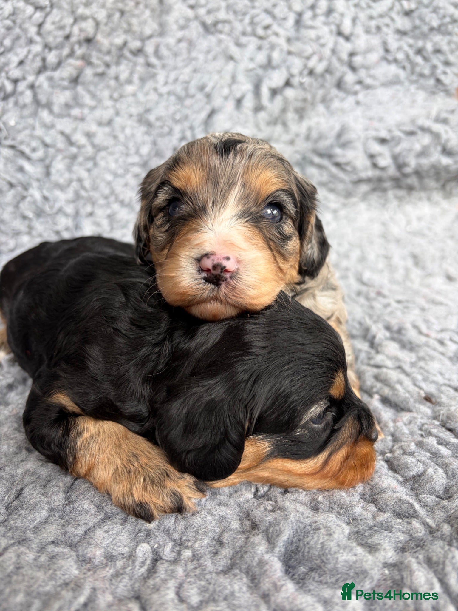 Cavapoo dogs F1 Beautiful cavapoo puppies Health tested parents - Advert 12