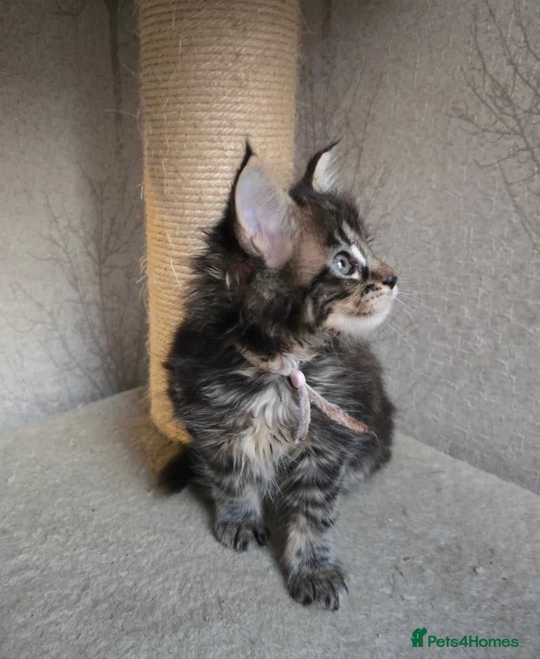 Maine Coon cats for sale: Beautiful TICA Pedigree Maine Coon Kittens - Advert 18